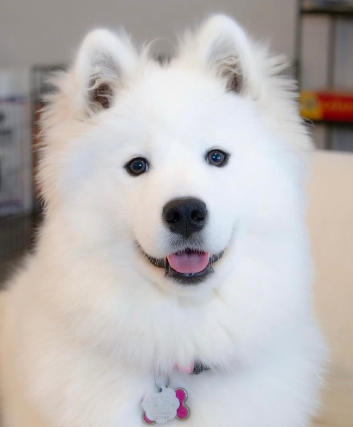 Mochi the Samoyed - friendly portrait